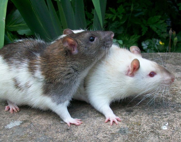 Șobolani - tot ce trebuie să știți despre aceste rozătoare